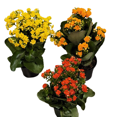 Kalanchoe Assortment